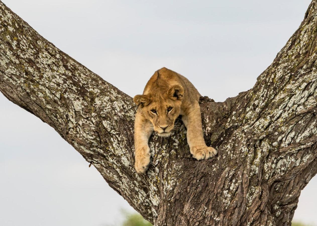 Meliá Serengeti Lodge Member of Meliá Collection Esterno foto