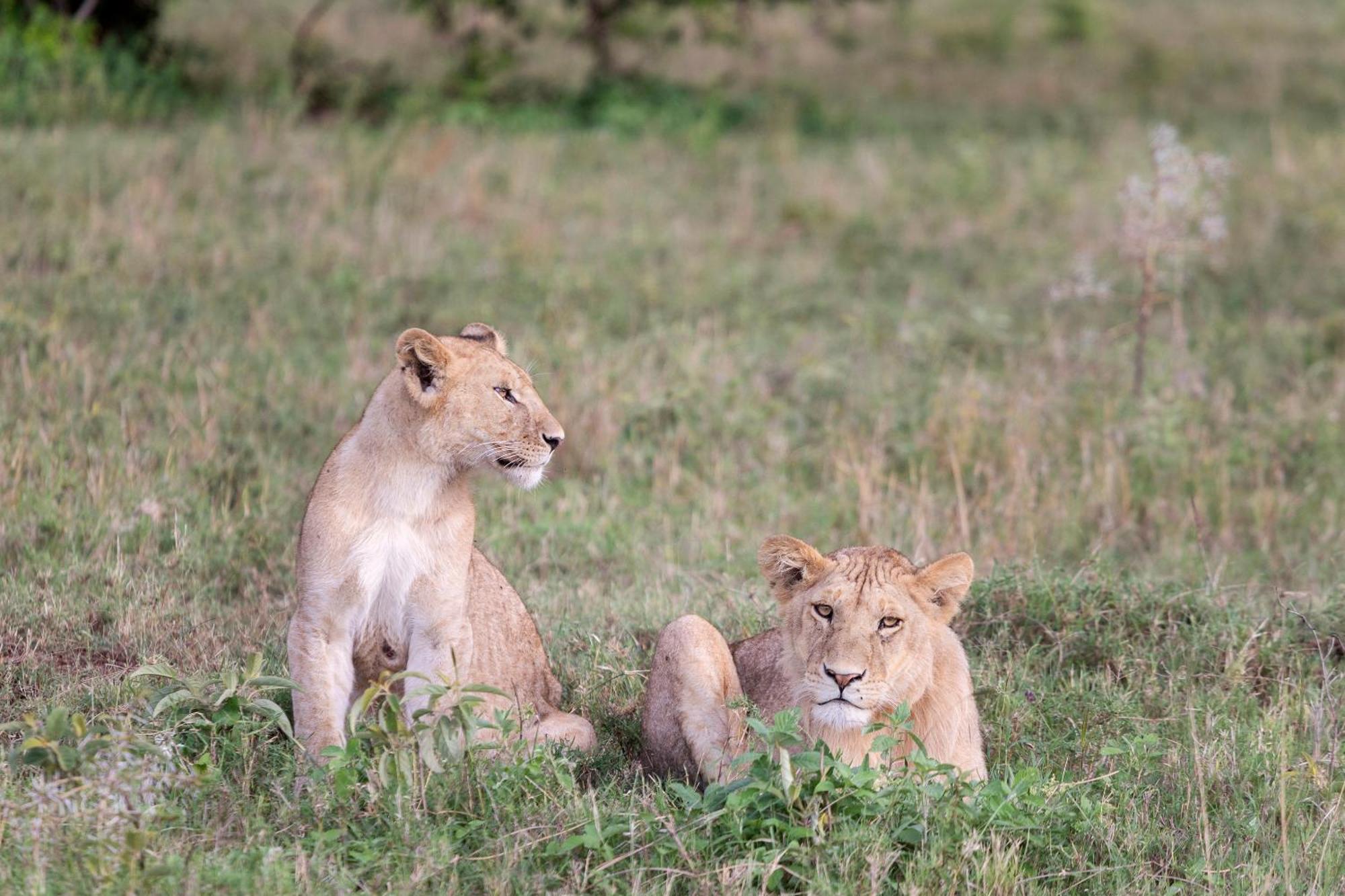 Meliá Serengeti Lodge Member of Meliá Collection Esterno foto