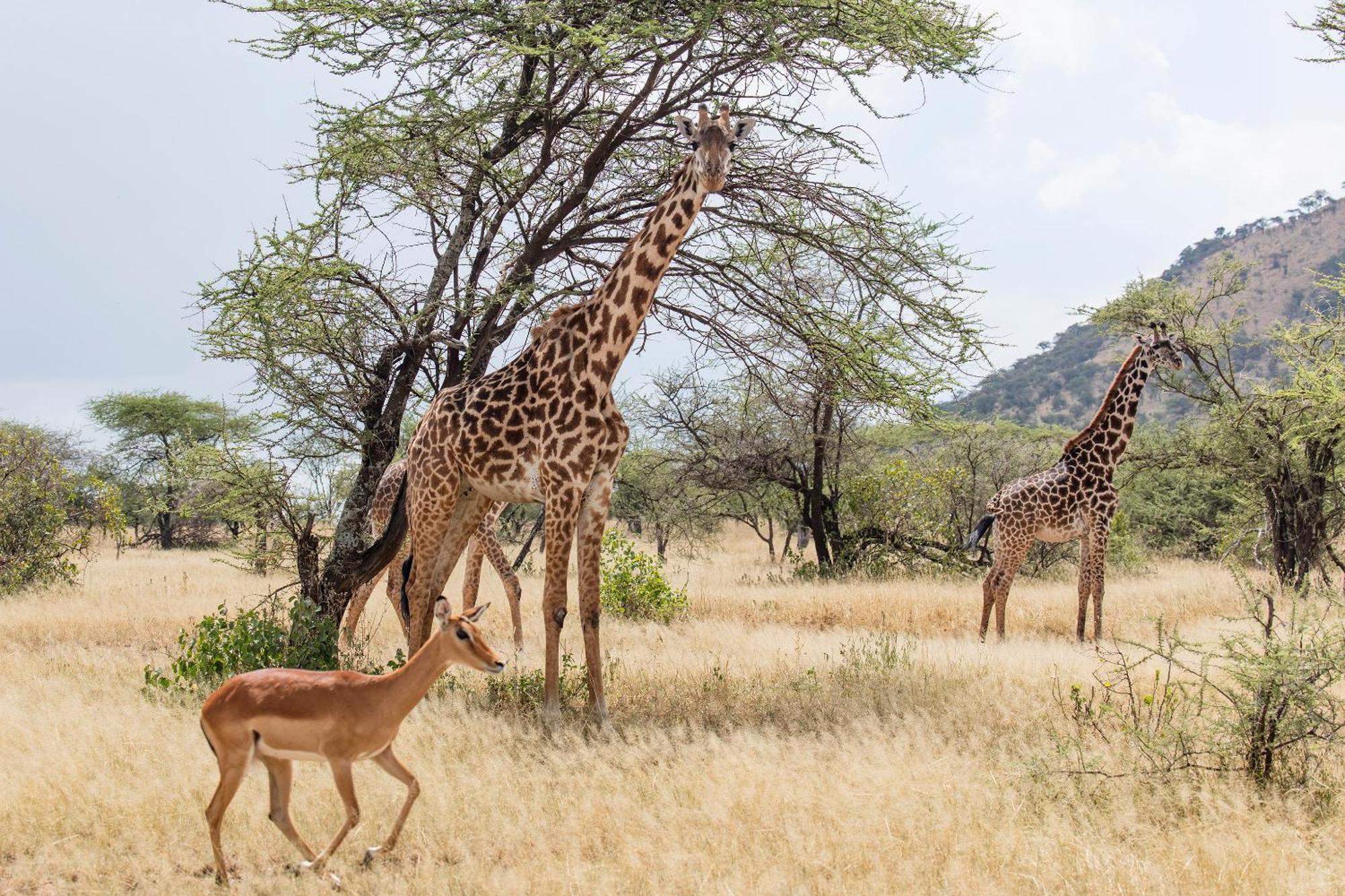 Meliá Serengeti Lodge Member of Meliá Collection Esterno foto
