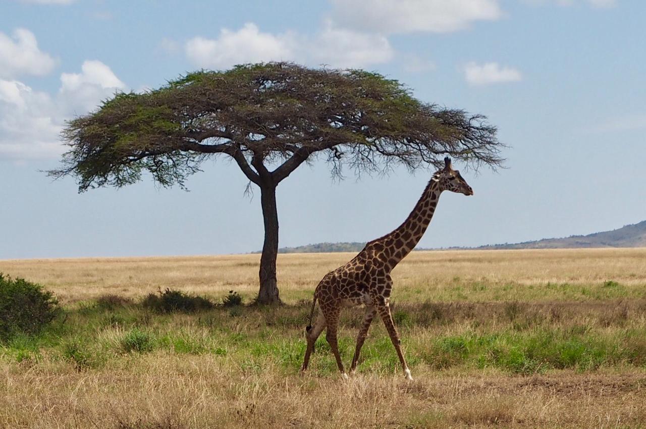 Meliá Serengeti Lodge Member of Meliá Collection Esterno foto